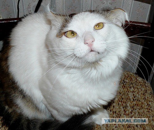 Кошачий язык