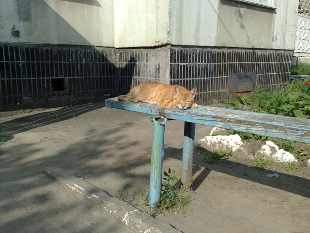 Котовторник - С праздником, котоводы!