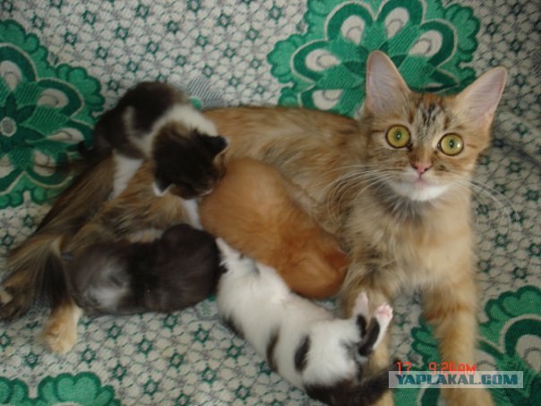 Котовторник уже сегодня!