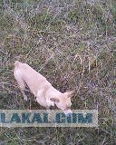 Собакочетверг