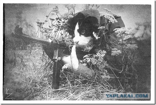 Супер-котофото на котовторник