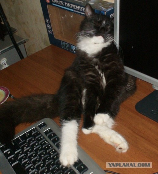 Котовторник! 13.03.2012