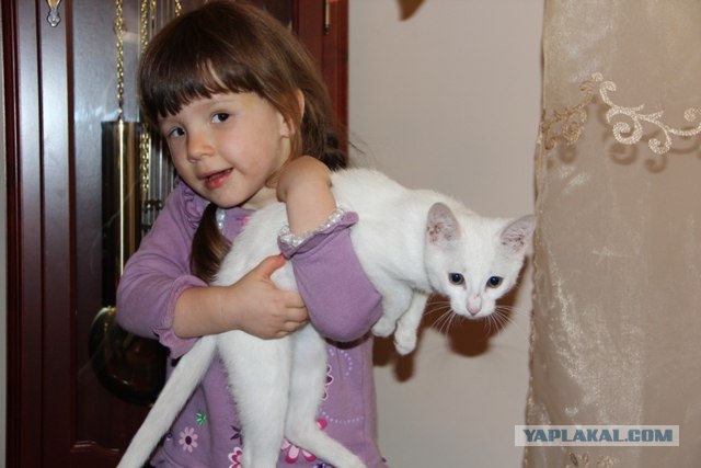 Котовторник 11.09.2012