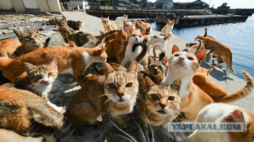 Жительница Башкирии отпугнула заблудшего лося броском кота