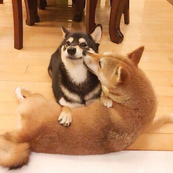 Живность из сети
