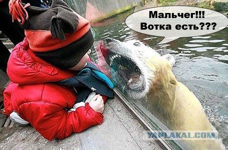 Встреча с бурым медведем