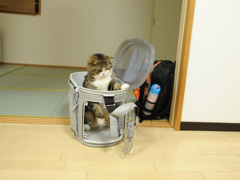 Неудача кота Мару