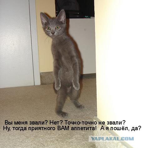 Котёнок смотрит в окно