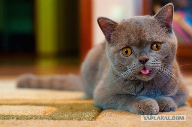 Кошак токсикоман