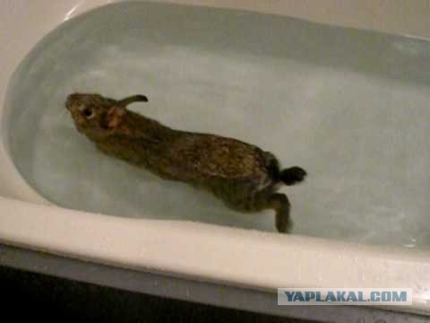 Зая в ванной