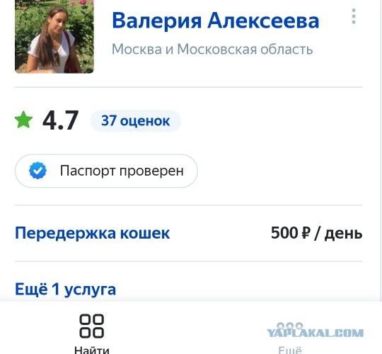 Нижегородец выкинул двух кошек рядом с приютом, потому что там отказали взять их на передержку