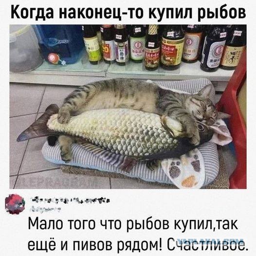 Весёлый полтишок 08.09.22