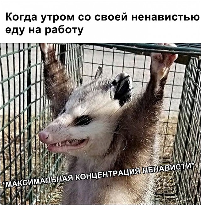 Поймал мужик опоссума