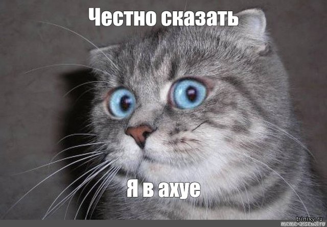 Честный баттл: АвтоКоты VS АвтоПсы