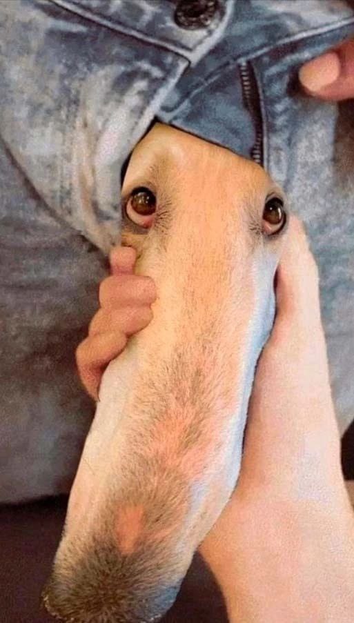 Начинаем собакочетверг!