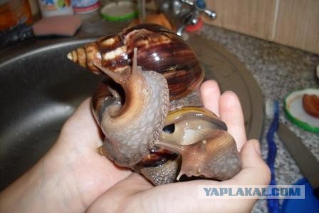Верхом на улитке