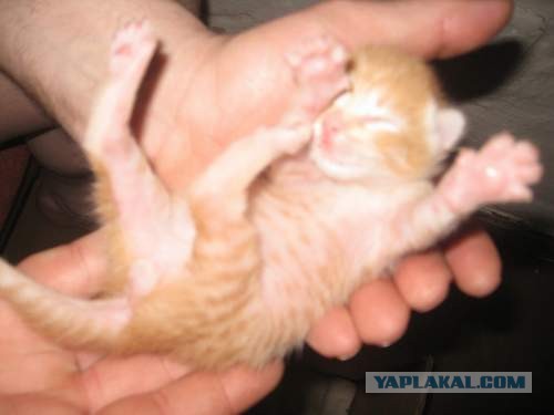 Котовторник 09.04.2013