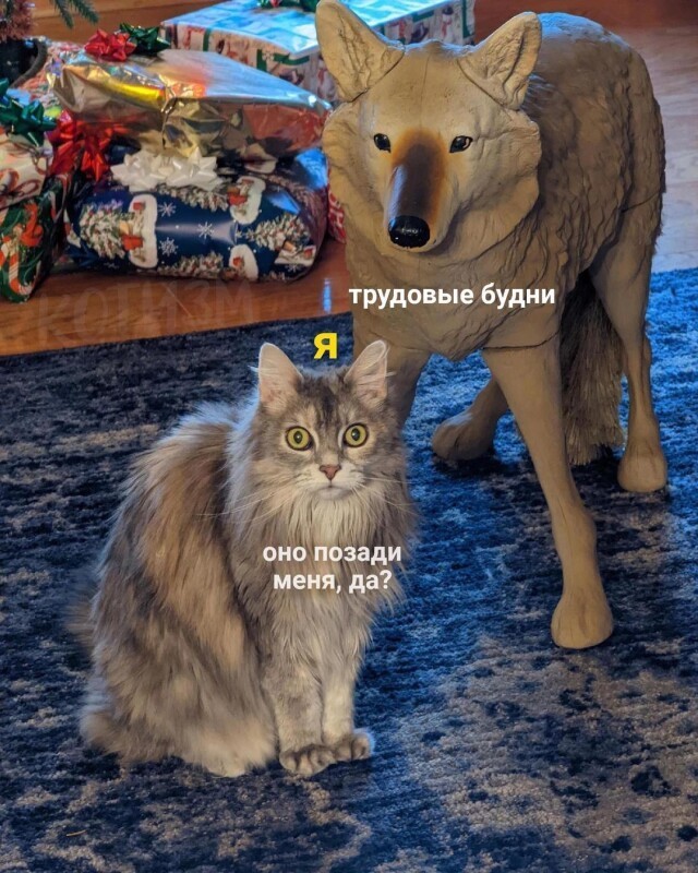 Котомемы 29.09.23