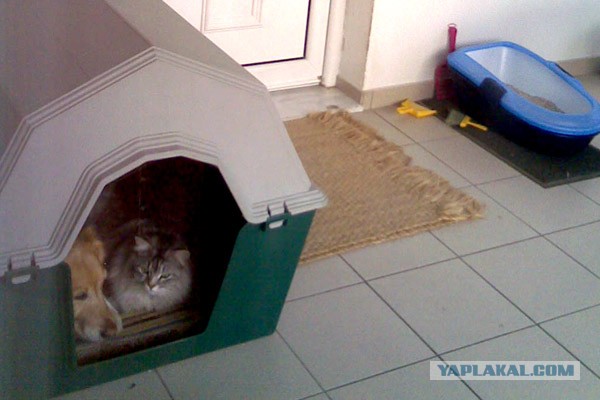 Котовторник 30.04.2013