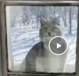 Редкая встреча с голубой рысью на Камчатке