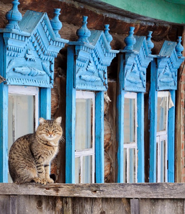Коты деревенской породы