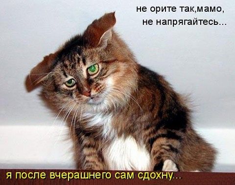 Котэ, совэ и все-все-все