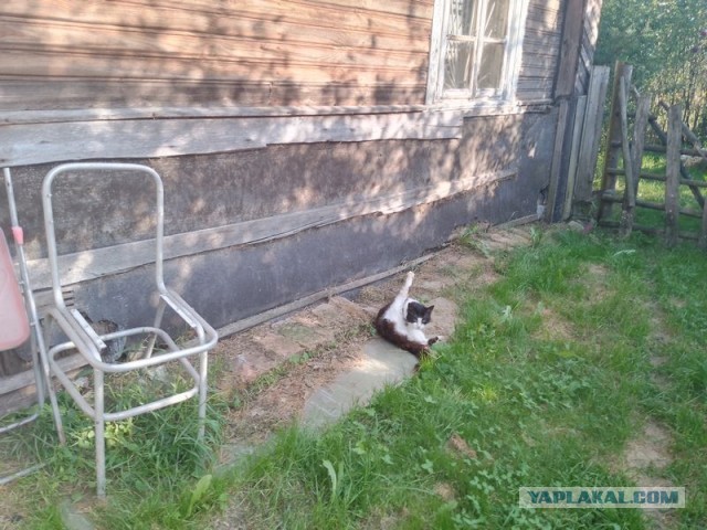 Жизнь домашнего приюта для котеек 554
