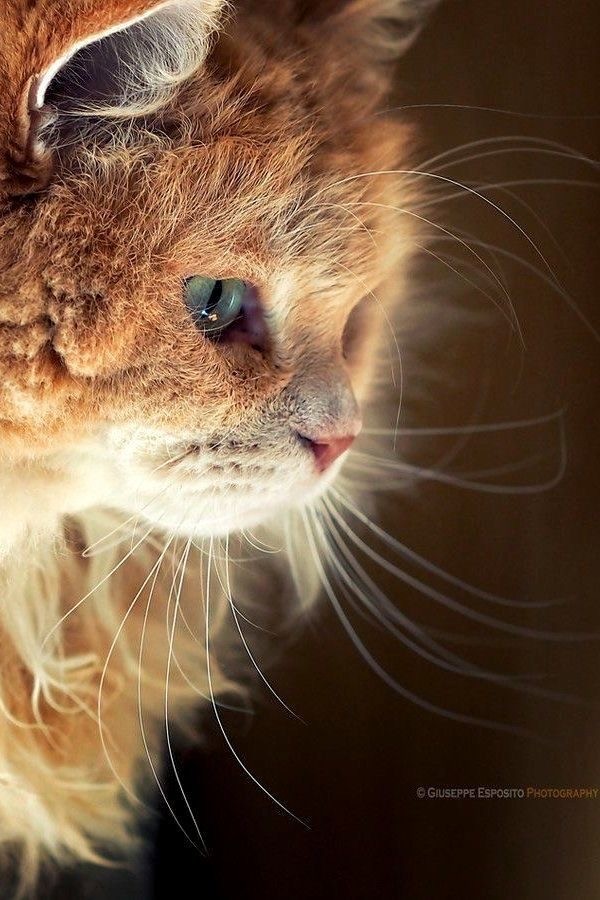 Красивых кошачьих глаз тред