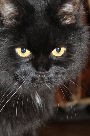 Спасение кота
