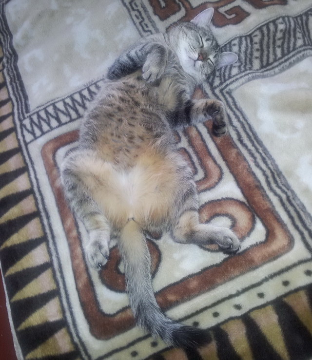 Котовторник  30.07.2013
