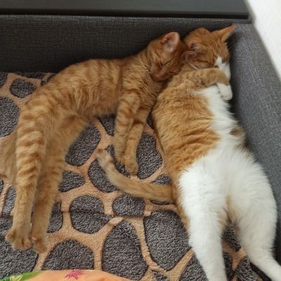 Котовторник. Начало