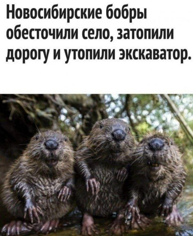 Картинки для деградации 269 (разной степени свежести)