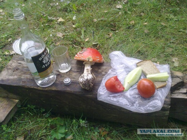 Весело у бабушки...