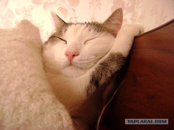 Котовторник   15.04.2014