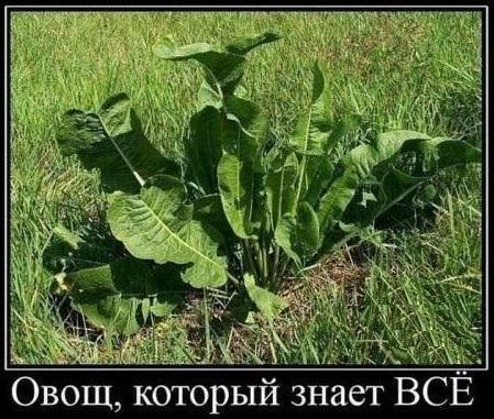 Веселые картинки № х/з