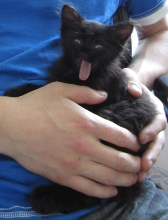 А у тебя есть фото твоей зевающей котейки ?