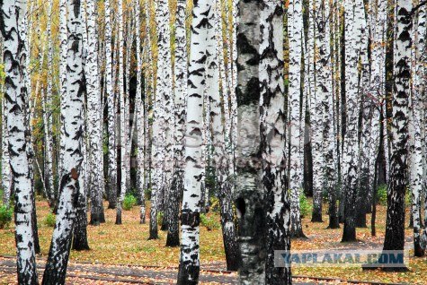Вещи, которых никогда не будет на западе