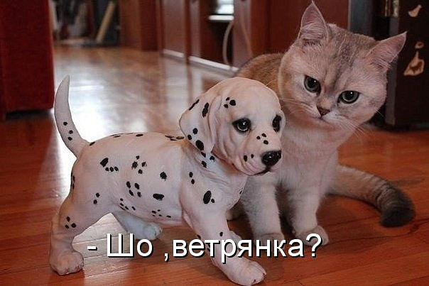 Веселые картинки.