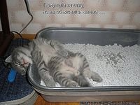 Заснувшие