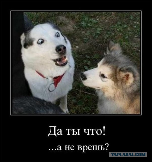 Животные в шоке