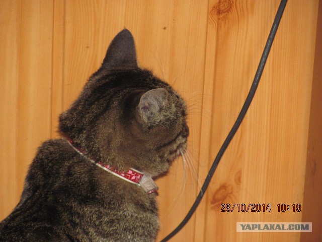 Котовторник 28.10.2014