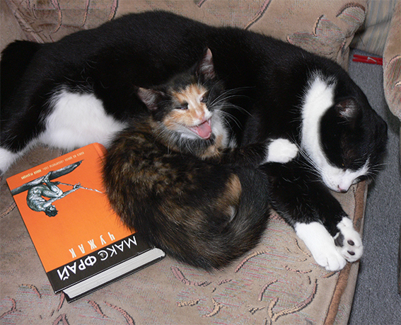 Котовторник 2.12.14