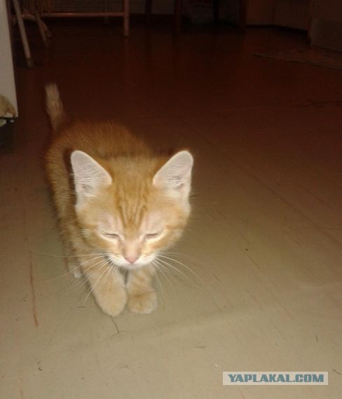 Котейка для сисадмина