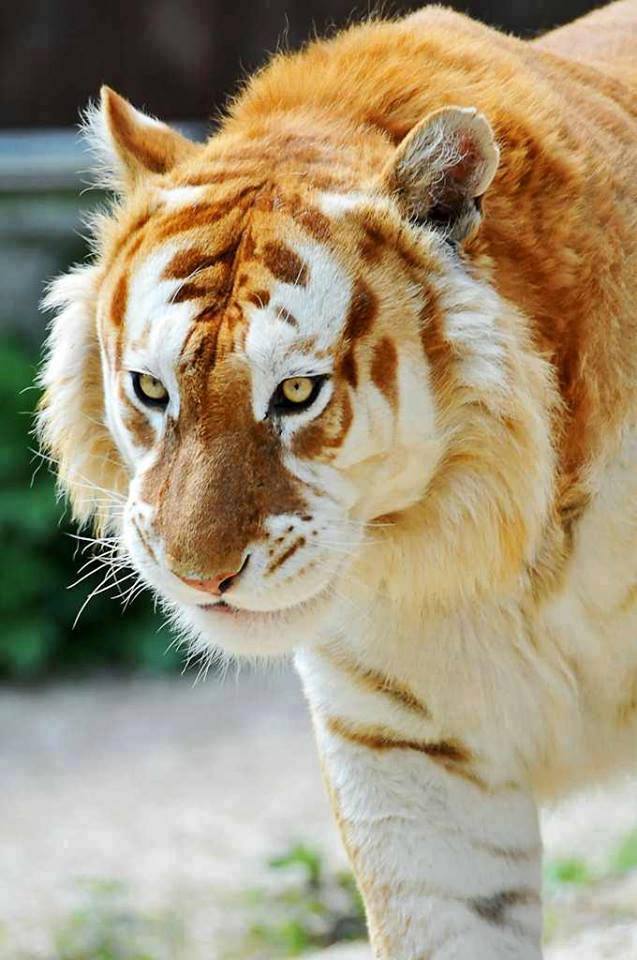Самый редкий золотой тигр