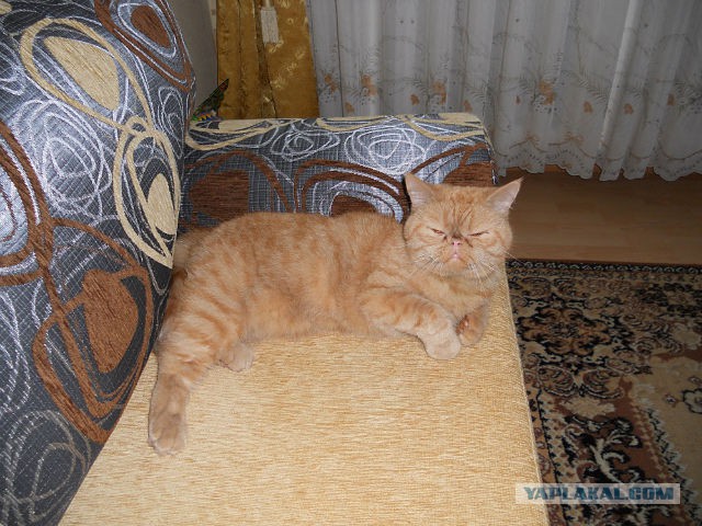 Котовторник 04.08.2015