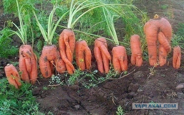 Садоводство - это весело, говорили они...