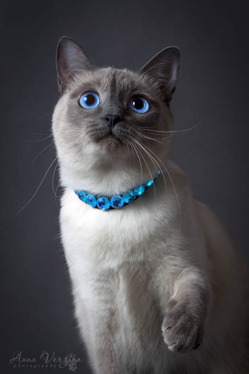 Котовторник наступил!:)