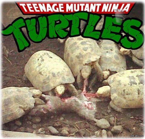 Сплинтер несёт кусок пиццы