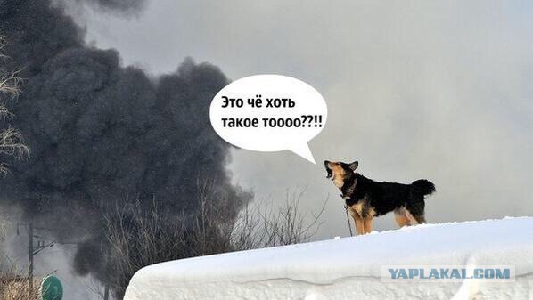 Никогда не пойте рядом со стаей хаски!