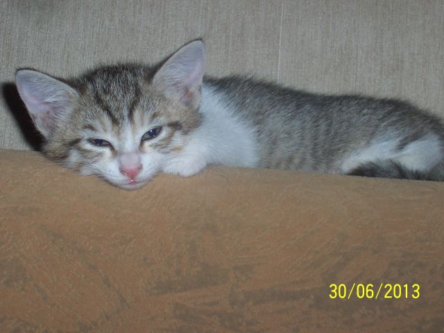 Котовторник  01.03.2016